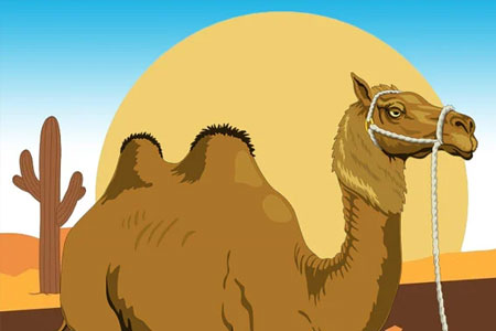 How The Camel Lost His Beauty