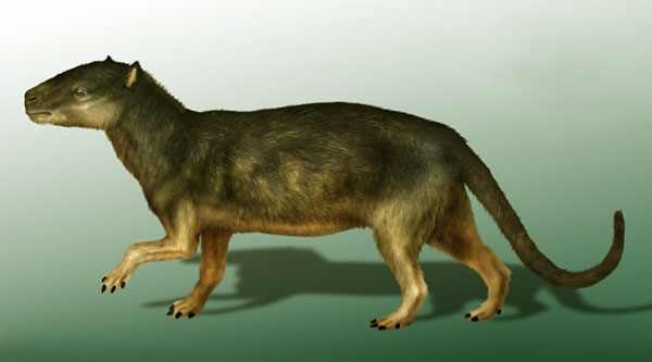 Phenacodus