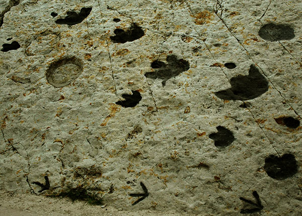 Brontosaurus footprints