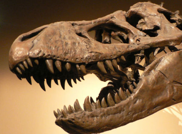 Tyrannosaurus rex jaws