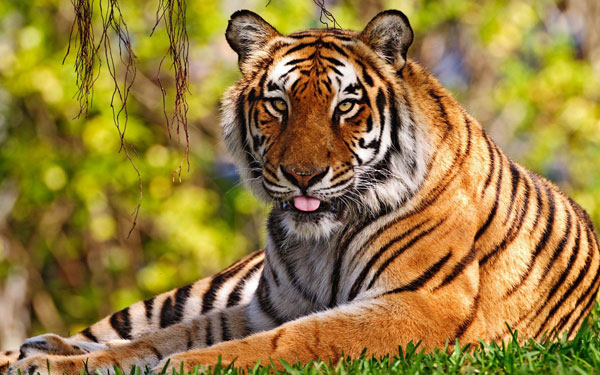 Indian National Symbol - Royal Bengal Tiger
