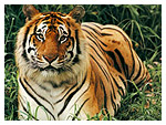 Indian National Animal - Tiger