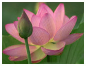 Indian National Flower - Lotus