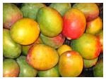 National Fruit - Mango