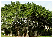 Indian National Tree - Banyan