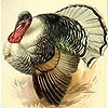 Thanksgiving History