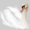The magic swan