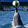 dolphine
