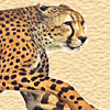 Cheetah