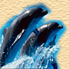Dolphines