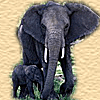 Elephants