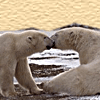 Polar Beer