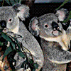 Koalas