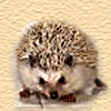 hedgehogs