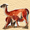 Guanacos