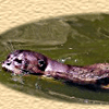 Otters