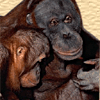 Orangutans