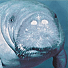 Manatees