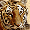 tigers