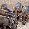 Warthogs