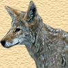 Coyotes