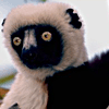 Lemurs
