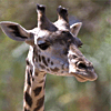 Giraffes