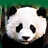 Pandas