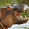 Hippopotamuses