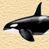 Killer Whales
