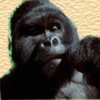 Gorillas