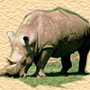 Rhinoceroses