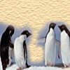 penguins