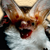 Bats