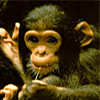 Chimpanzees