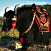 yak