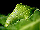 Dwe on Leaves