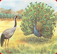 The peacock and the crane