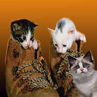 Three little kittens