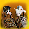 Three little kittens