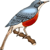 robin redbreast