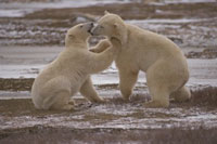 polar bears