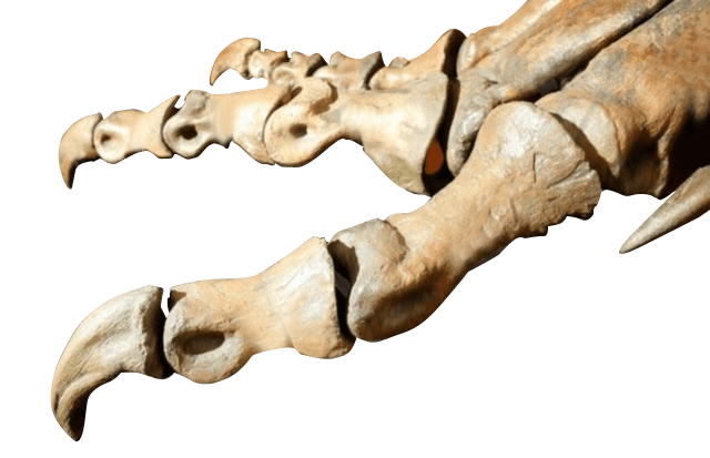 Bones of Dinosaurs foot