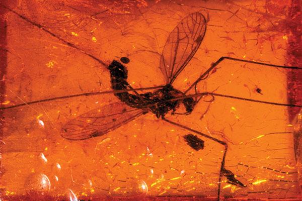 Insect preserved in amber
