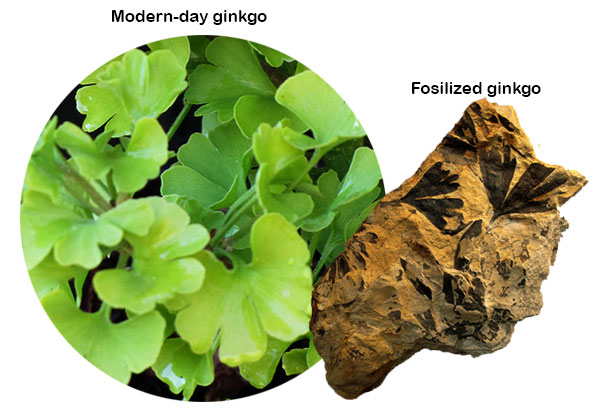 Modern-day ginkgo and Fossilized ginkgo