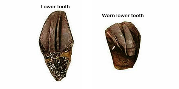 Lower tooth and Worn lower tooth