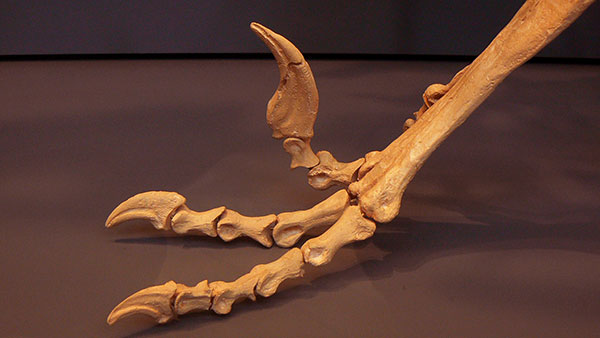 Deinonychus Claw