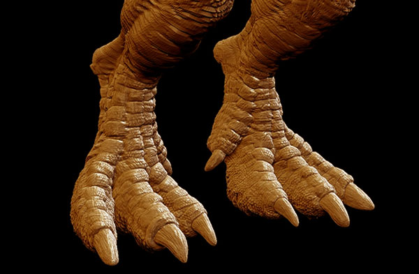 Tyrannosaurus Clawed Feet