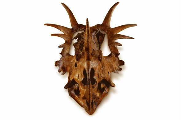 Styracosaurus skull