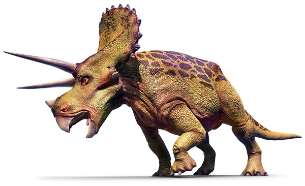 Triceratops